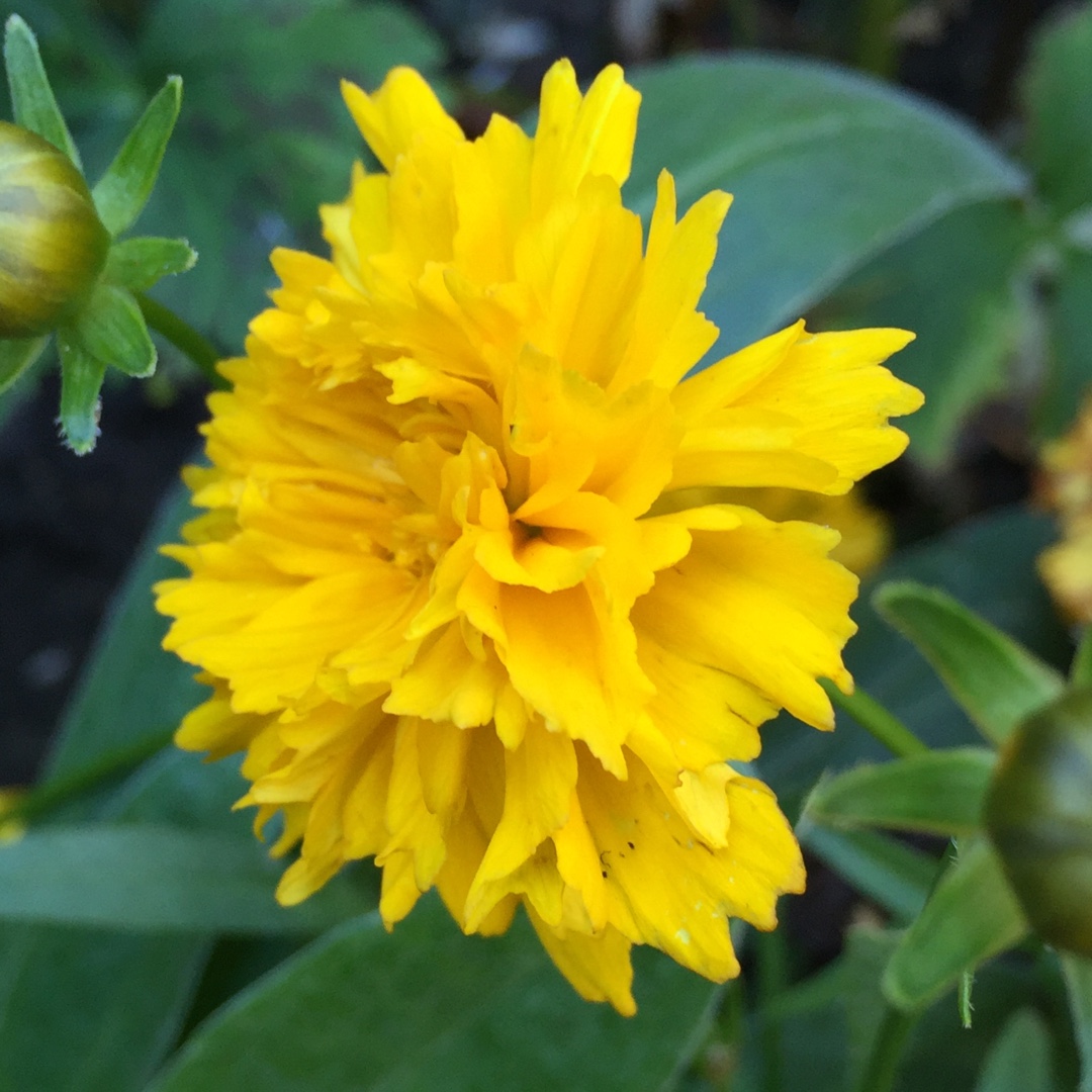 Tickseed Golden Sphere in the GardenTags plant encyclopedia