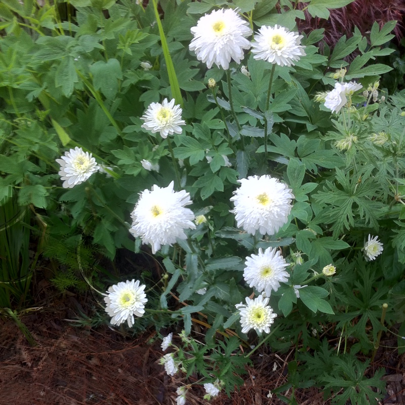 Shasta Daisy Ice Star in the GardenTags plant encyclopedia