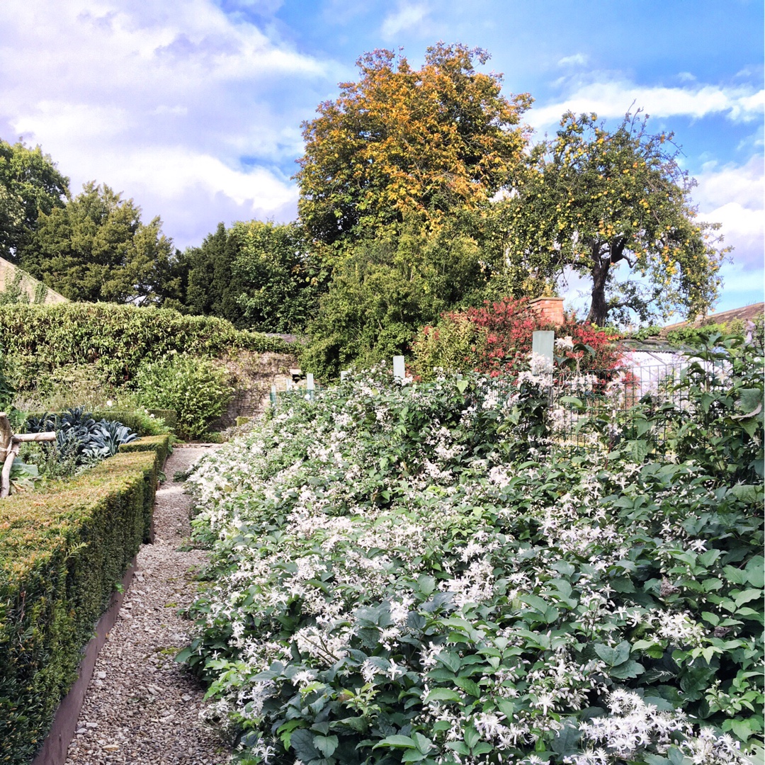 Clematis Praecox in the GardenTags plant encyclopedia