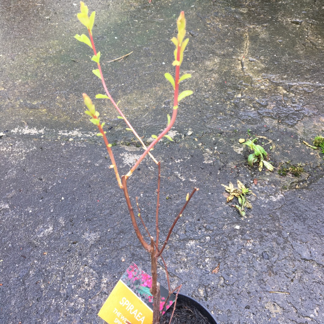 Spiraea japonica 'Country red', Spiraea 'Country red' in GardenTags ...