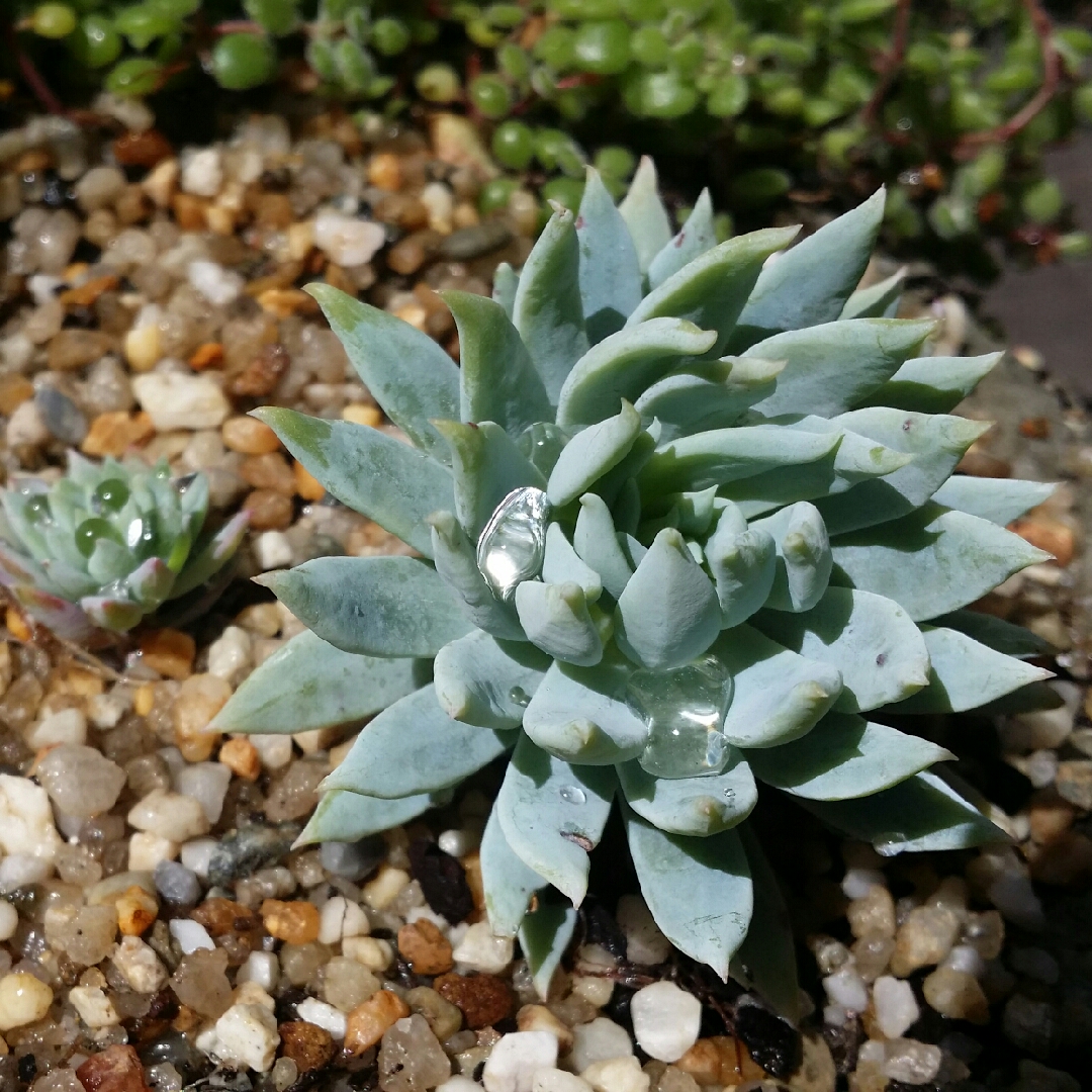 Sedeveria Fanfare in the GardenTags plant encyclopedia