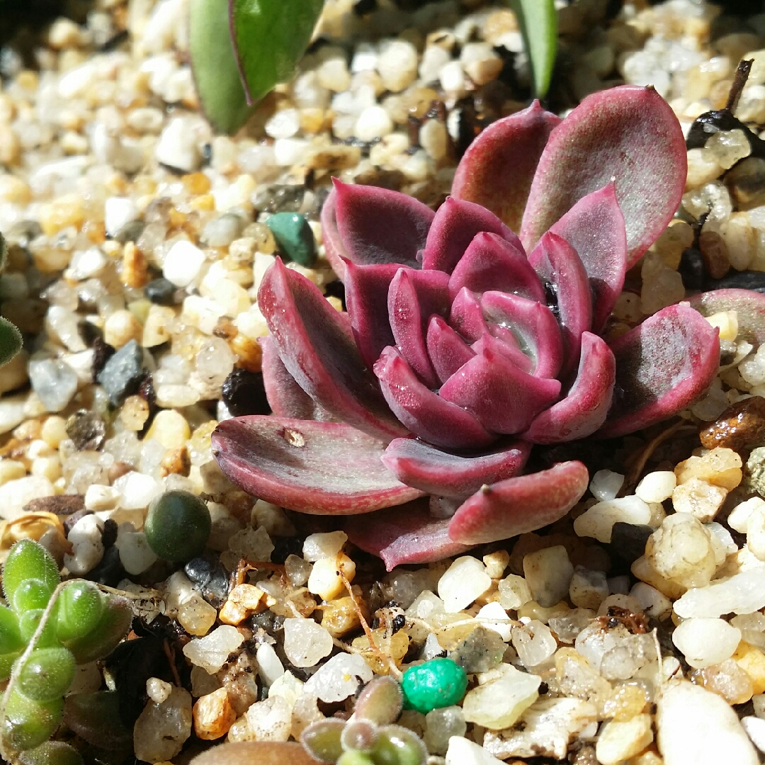 Echeveria Gilva Red in the GardenTags plant encyclopedia