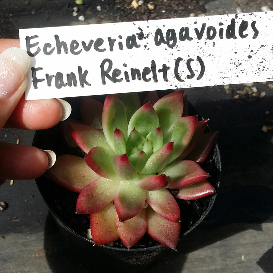 Echeveria Agavoides Frank Reinelt in the GardenTags plant encyclopedia