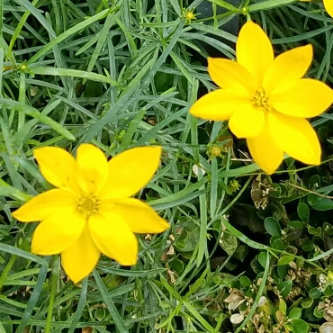 Tall Tickseed Golden Showers in the GardenTags plant encyclopedia