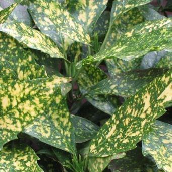 Variegated Japanese Laurel in the GardenTags plant encyclopedia