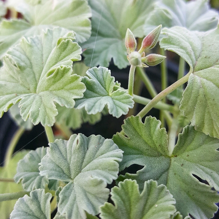 Pelargonium Nutmeg (Scented) in the GardenTags plant encyclopedia