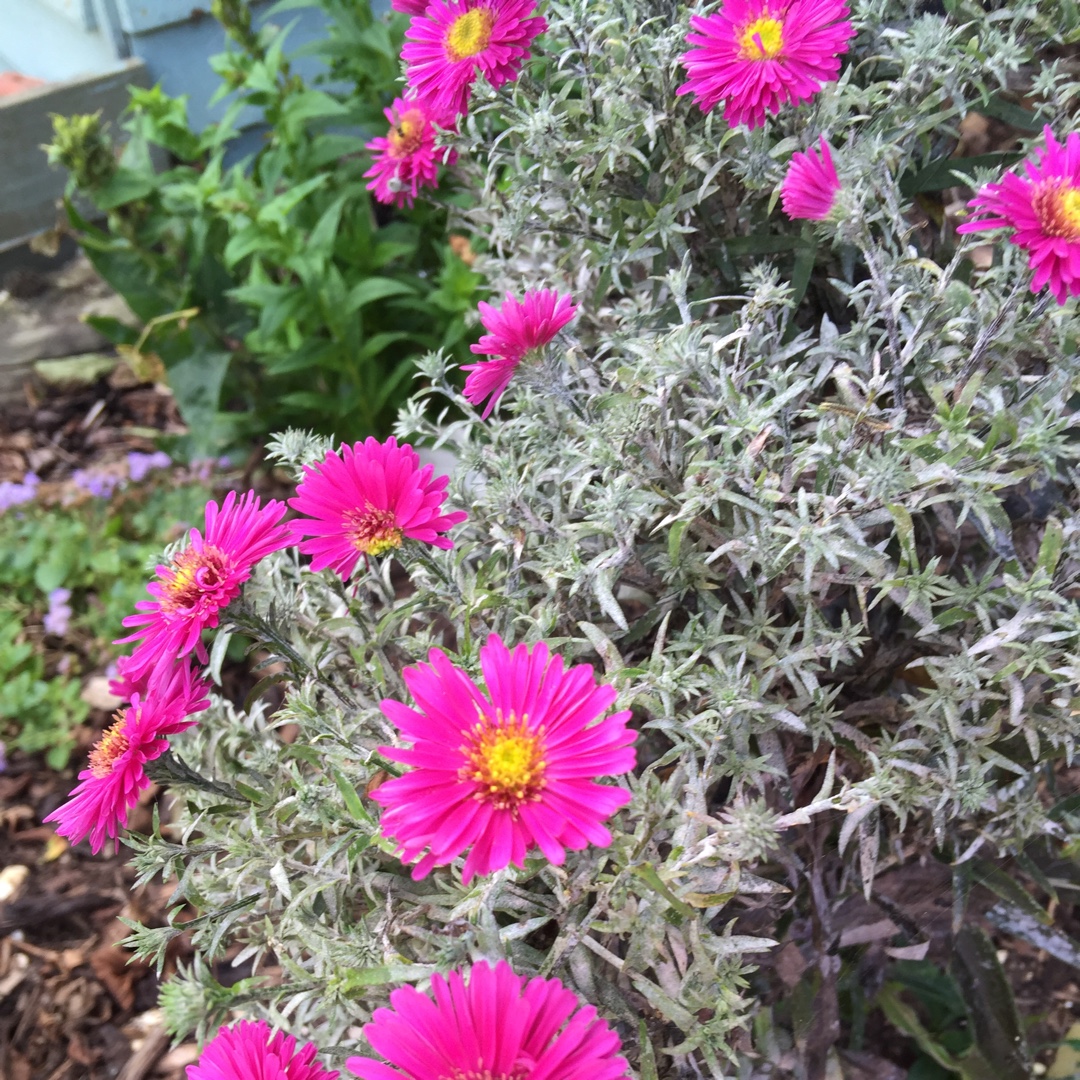 Aster Little Pink Beauty in the GardenTags plant encyclopedia