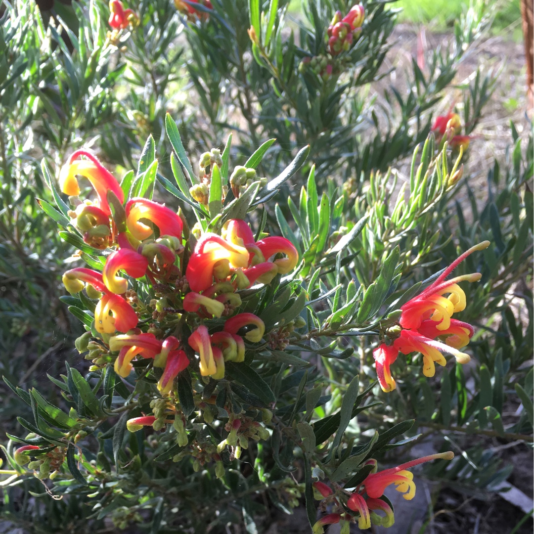 Grevillea Fireworks in the GardenTags plant encyclopedia