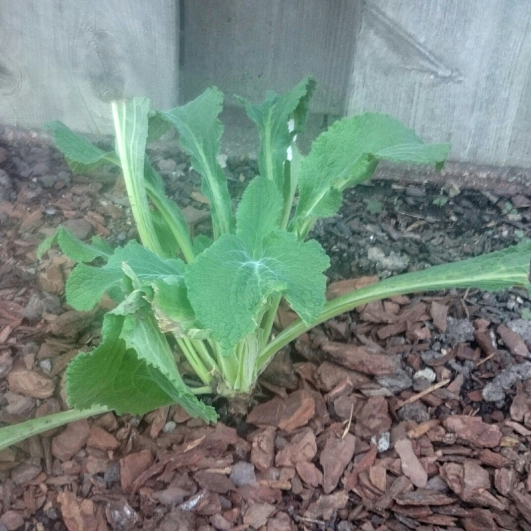 Sugar Plum Foxglove in the GardenTags plant encyclopedia