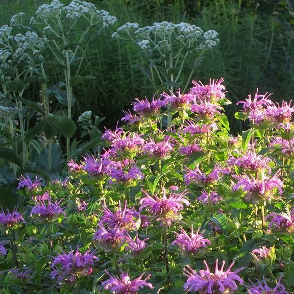 Bergamot Claire Grace in the GardenTags plant encyclopedia