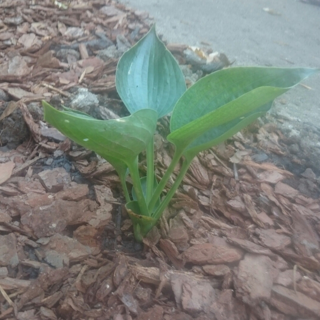 Plantain Lily Abiqua Drinking Gourd in the GardenTags plant encyclopedia