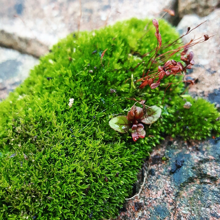 Pleurocarpous Moss, hypnum moss in the GardenTags plant encyclopedia