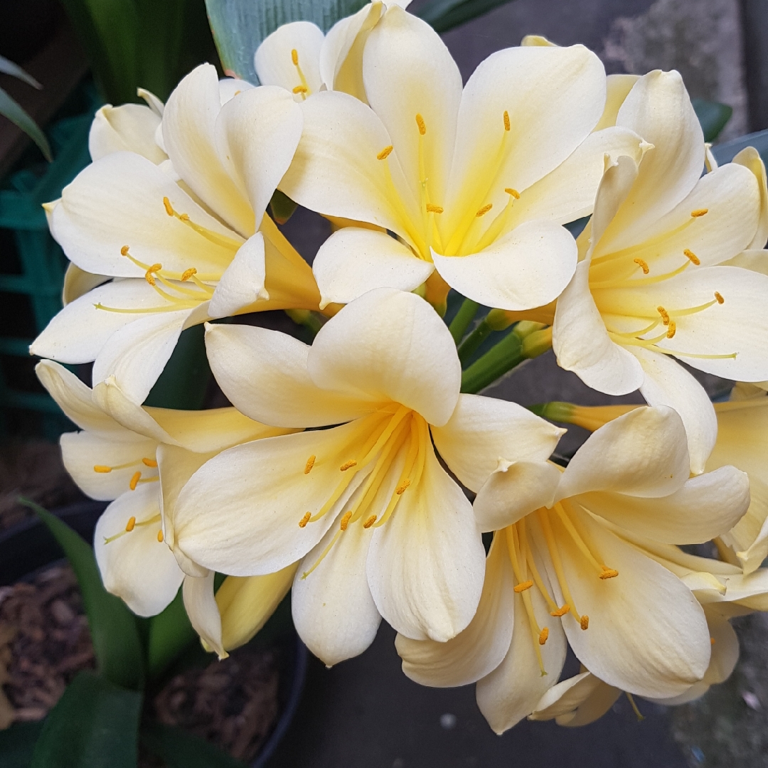 Clivia (Species) Clivia miniata var. citrina in the GardenTags plant encyclopedia