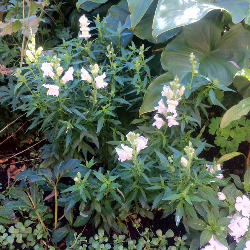 Snapdragon Royal Bride in the GardenTags plant encyclopedia