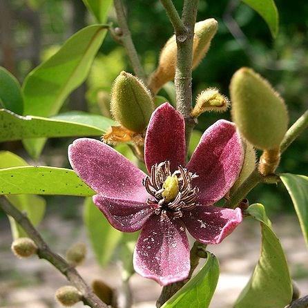 Port Wine Magnolia in the GardenTags plant encyclopedia