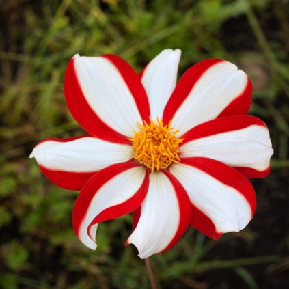 Dahlia Union Jack in the GardenTags plant encyclopedia