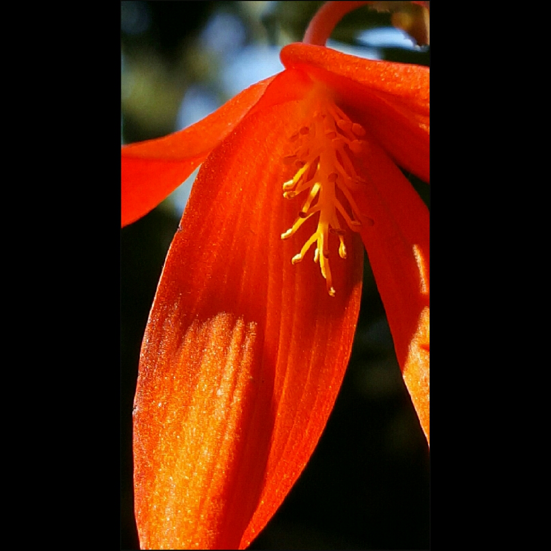 Tuberous Begonia Bonfire in the GardenTags plant encyclopedia