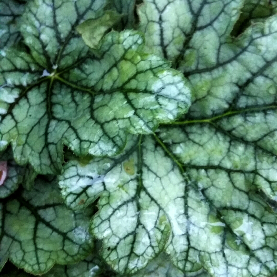 Alumroot Venus in the GardenTags plant encyclopedia