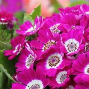 Florists Cineraria Starships in the GardenTags plant encyclopedia