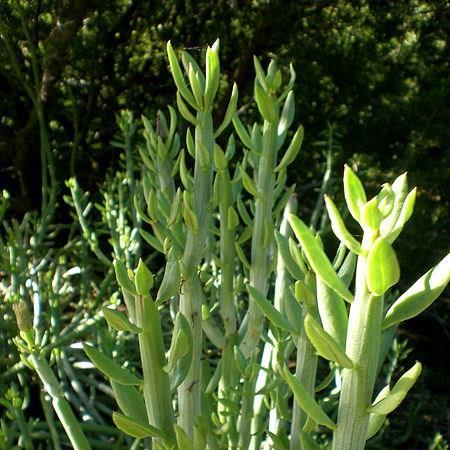 Swizzle Sticks in the GardenTags plant encyclopedia