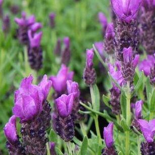 Lavender Little Bee Deep Purple in the GardenTags plant encyclopedia