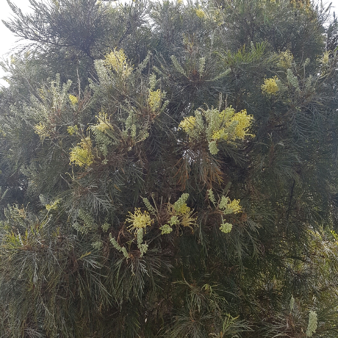 Grevillea Moonlight in the GardenTags plant encyclopedia