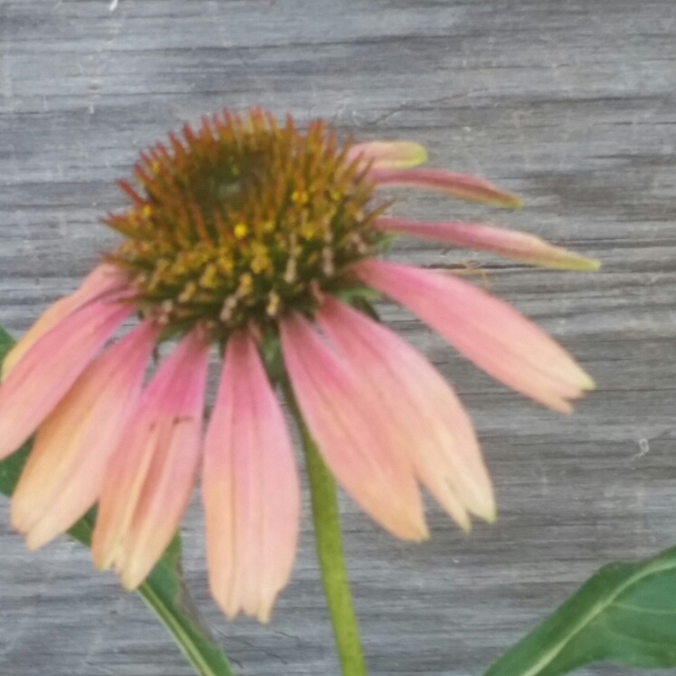 Coneflower Cheyenne Spirit (Mix) in the GardenTags plant encyclopedia