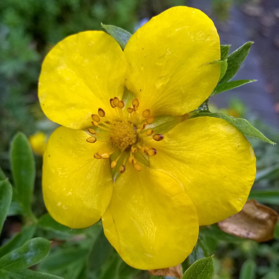 Shrubby cinquefoil  Goldstar in the GardenTags plant encyclopedia