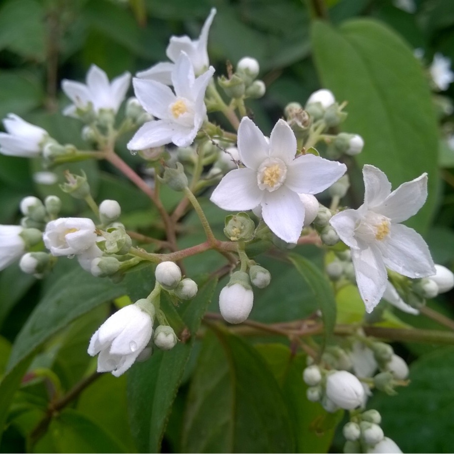 Corymbose Deutzia in the GardenTags plant encyclopedia