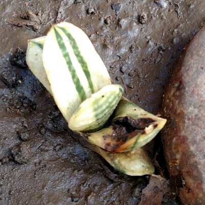 Gasteria Fuji Yuki Varigated in the GardenTags plant encyclopedia