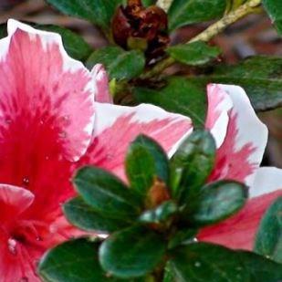 Azalea Mrs. Kint in the GardenTags plant encyclopedia