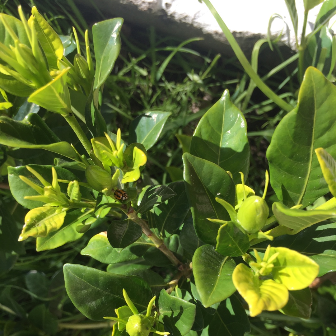 Gardenia Magnifica in the GardenTags plant encyclopedia