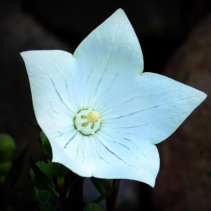 Balloon Flower Astra White in the GardenTags plant encyclopedia