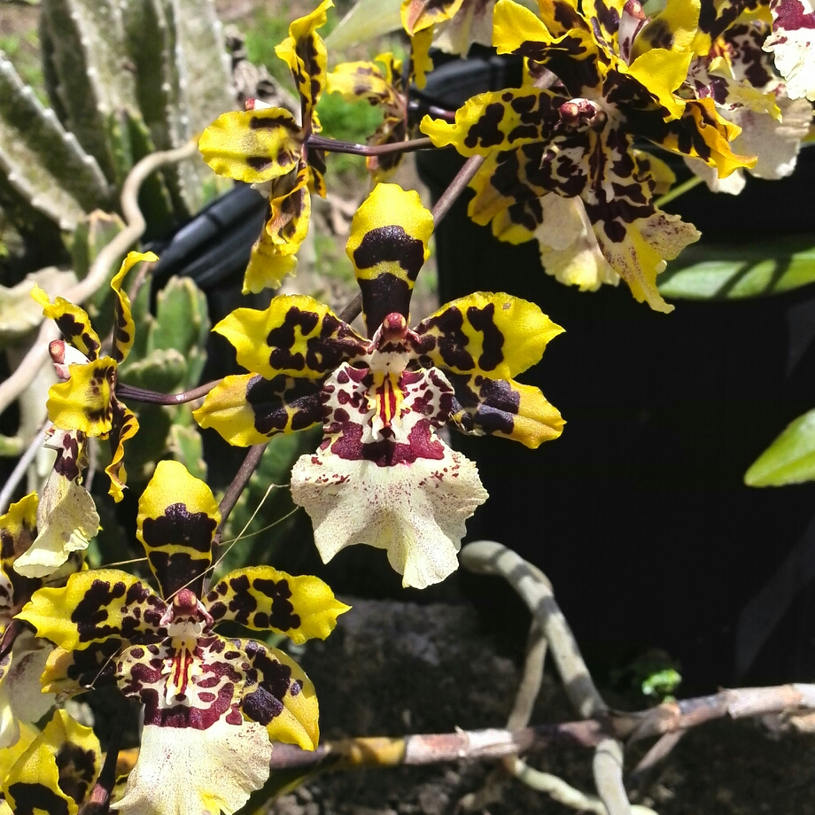 Wild Cat in the GardenTags plant encyclopedia