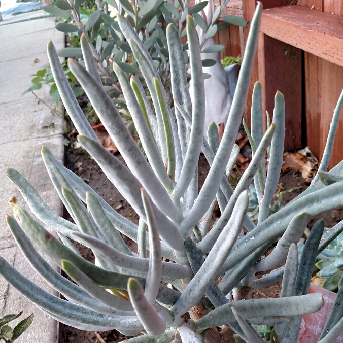 Cotyledon in the GardenTags plant encyclopedia