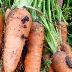 Carrot Royal Chantenay in the GardenTags plant encyclopedia