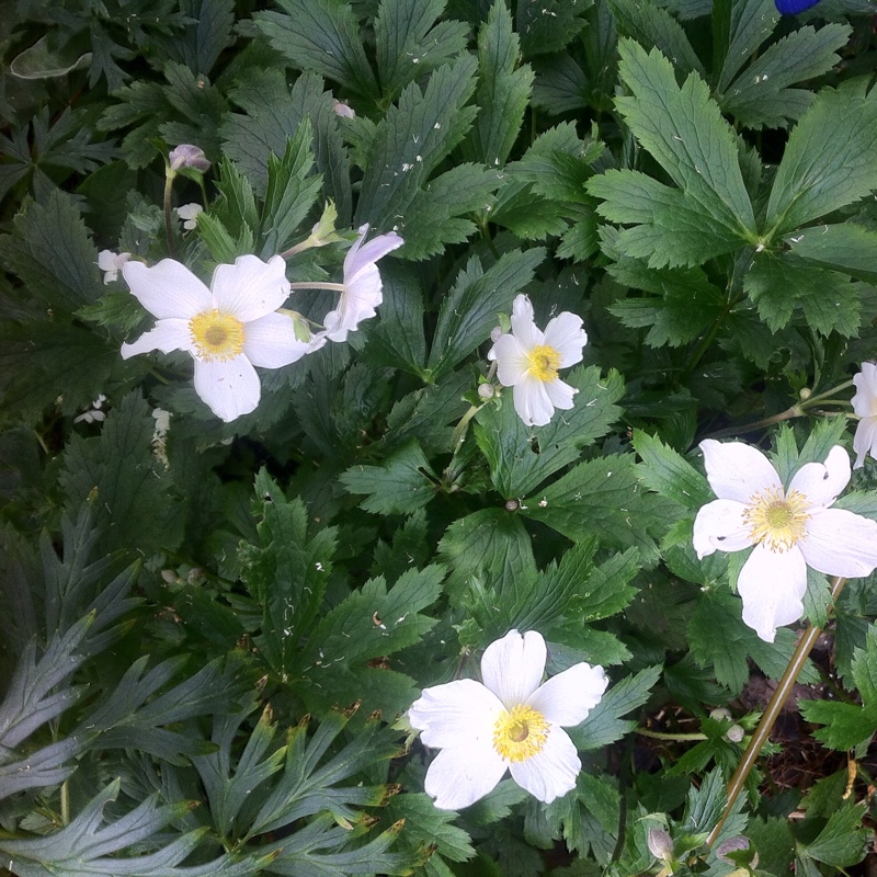 Japanese Anemone Alba in the GardenTags plant encyclopedia