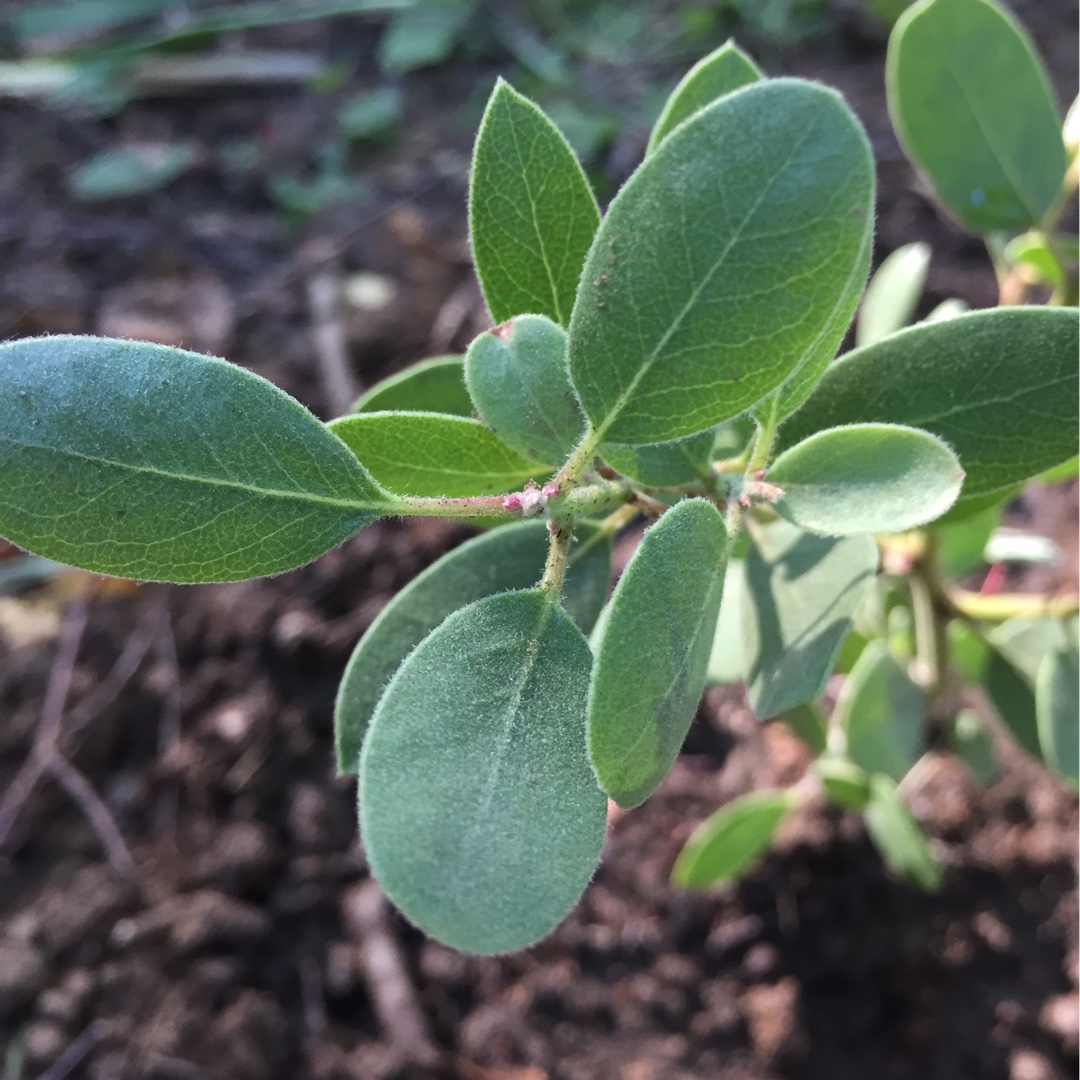 Bakers Manzanita Louis Edmonds in the GardenTags plant encyclopedia