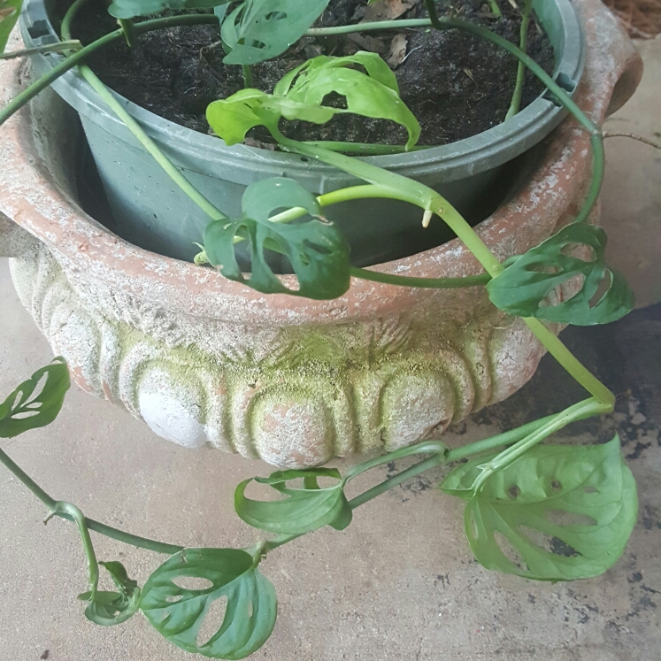 Monstera obliqua Leichtlinii in the GardenTags plant encyclopedia