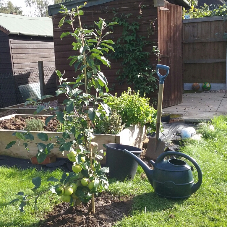 Apple Christmas Pippin in the GardenTags plant encyclopedia