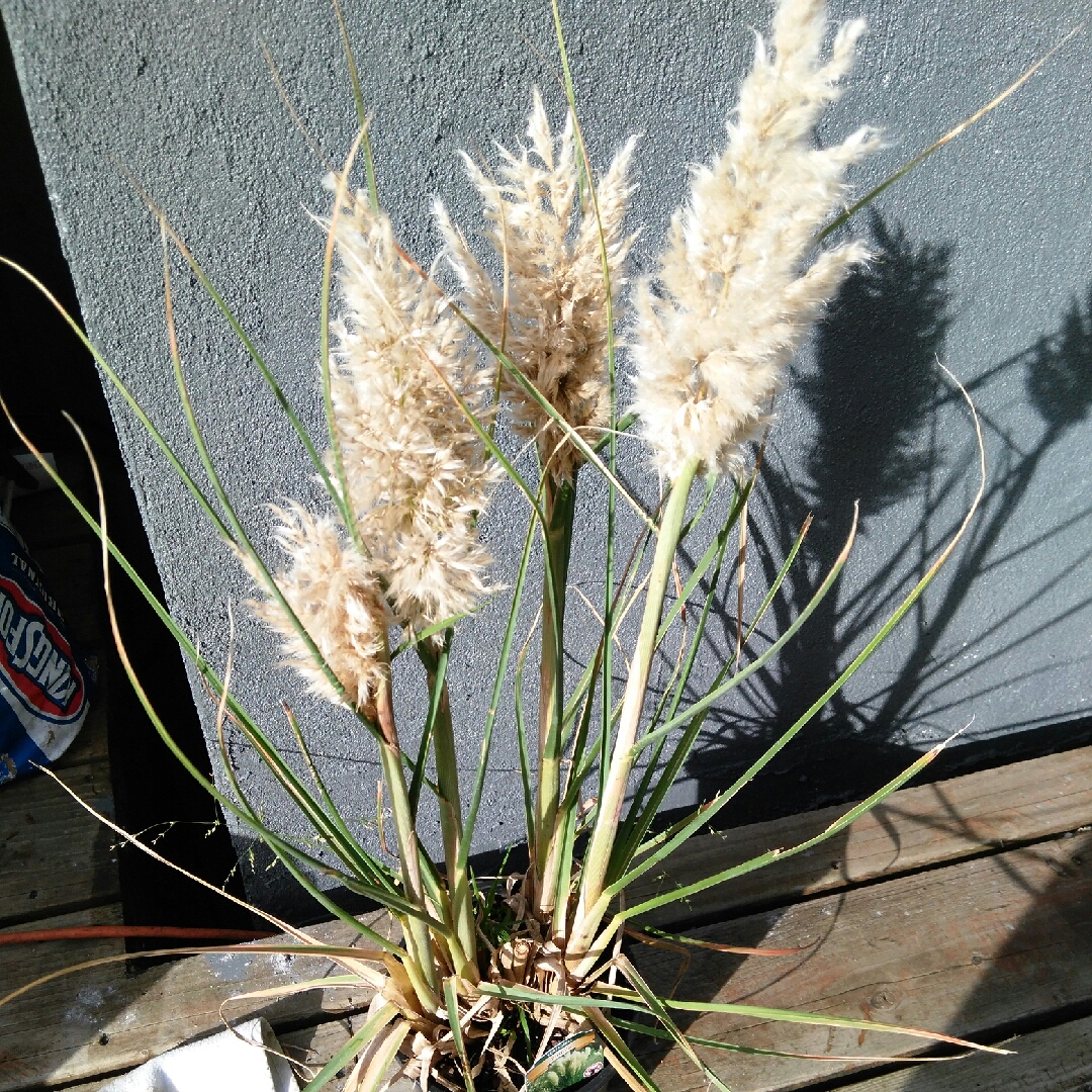 Cortaderia Selloana 'pumila', Dwarf Pampus Grass In Gardentags Plant 