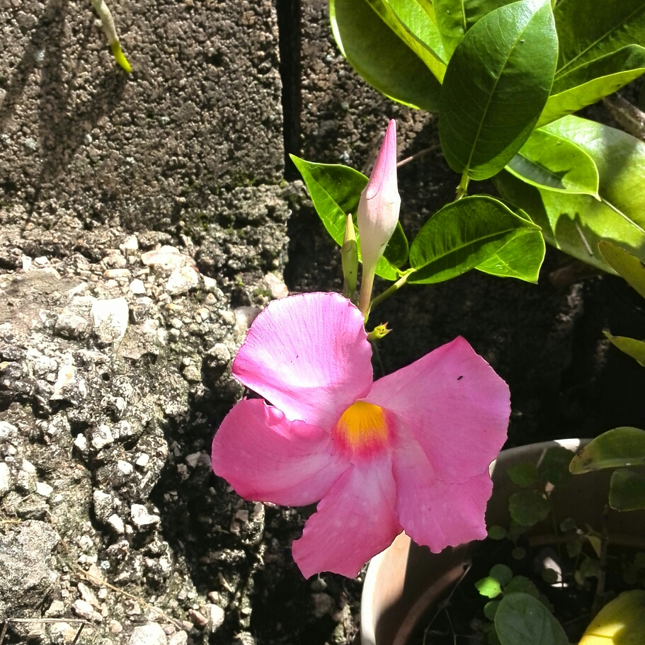 Brazilian jasmine in the GardenTags plant encyclopedia