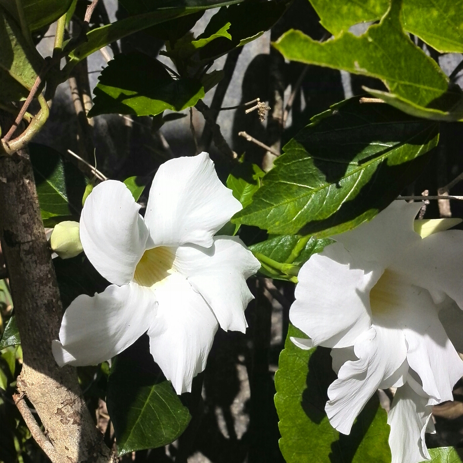 White mandevilla in the GardenTags plant encyclopedia