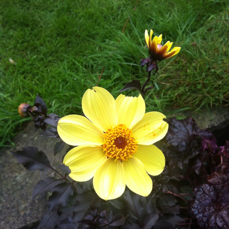 Dahlia Happy Single Party in the GardenTags plant encyclopedia