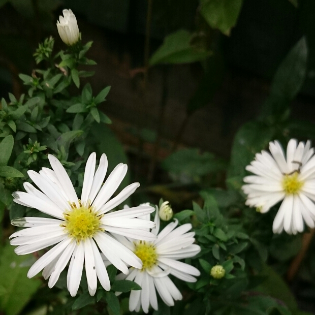 Aster White Opal in the GardenTags plant encyclopedia