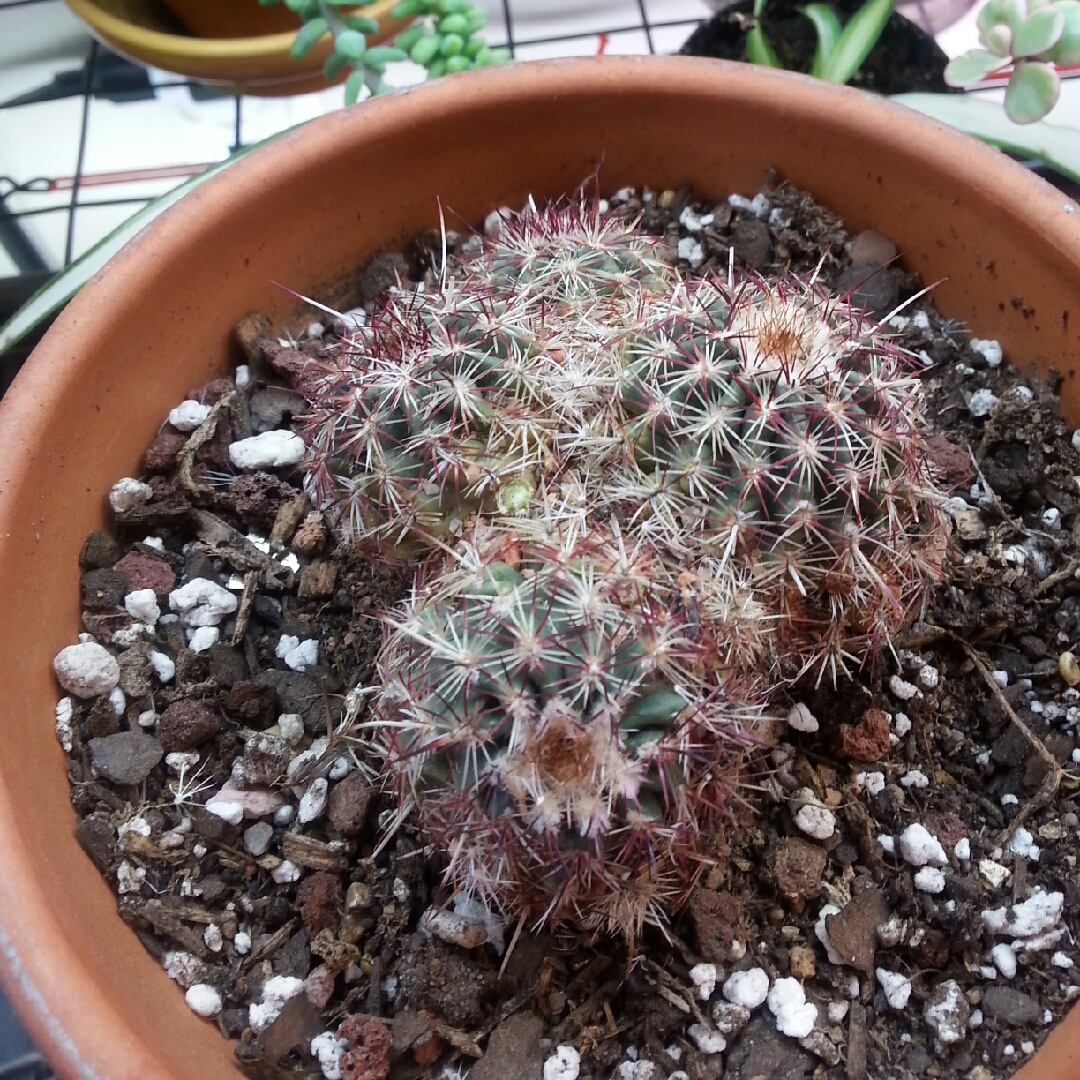 Barrel Cactus in the GardenTags plant encyclopedia