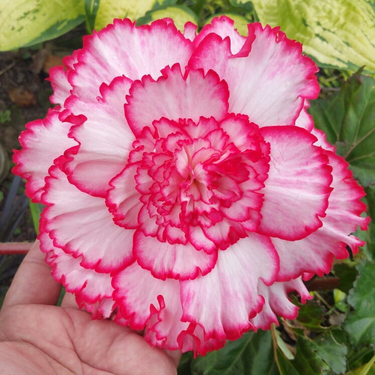 Begonia Picotee-White and Pink in the GardenTags plant encyclopedia