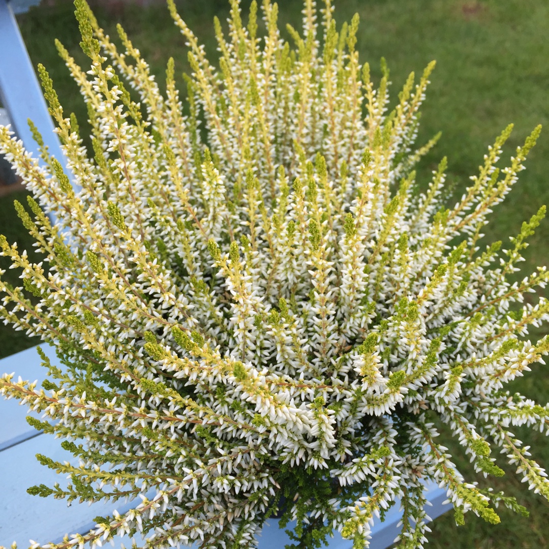 Calluna Vulgaris 'Sarah' (Garden Girls Series), Common Heather 'Sarah ...