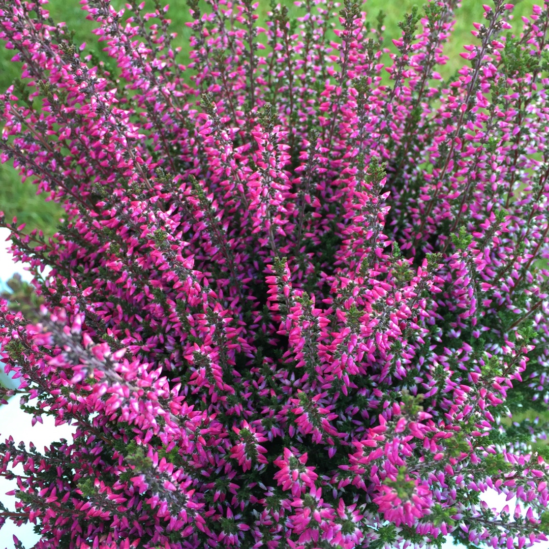 Common Heather Amethyst in the GardenTags plant encyclopedia