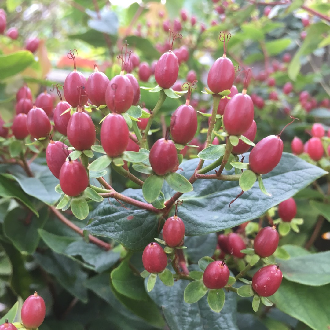 Hypericum Jacqueline in the GardenTags plant encyclopedia